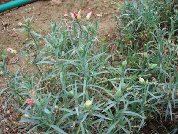 Name:  dianthus buds.jpg
Views: 2613
Size:  67.0 KB