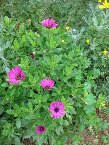 Name:  osteospermum.jpg
Views: 3427
Size:  64.8 KB