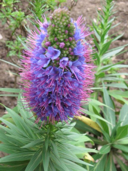 Name:  Echium fastuosum 002.jpg
Views: 3309
Size:  60.2 KB