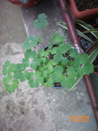 Name:  100_0019.jpg
Views: 1003
Size:  55.2 KB