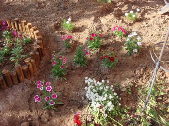 Name:  Dianthus.jpg
Views: 1552
Size:  71.5 KB