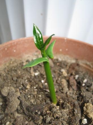 Name:  plumeria.jpg
Views: 914
Size:  21.1 KB