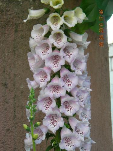 Name:  DSCN0063.jpg
Views: 2089
Size:  32.1 KB