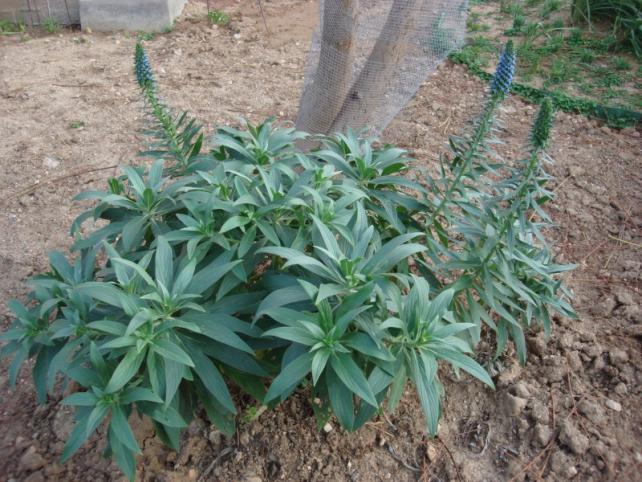 Name:  Echium candicans.jpg
Views: 2263
Size:  70.9 KB