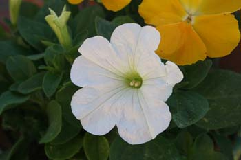 Name:  IMG_1671.JPG
Views: 2317
Size:  28.8 KB