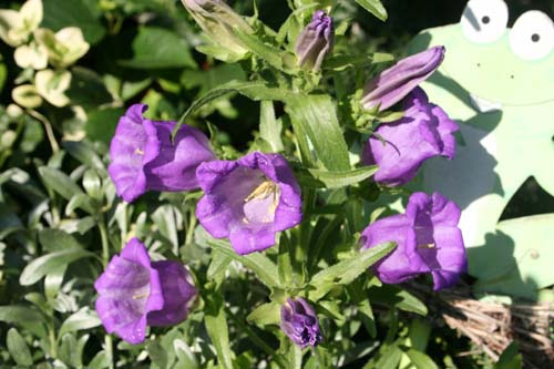 Name:  IMG_1647.JPG
Views: 1477
Size:  64.5 KB
