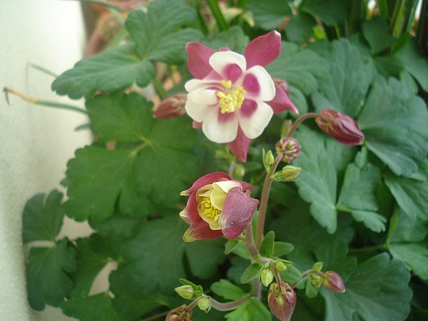 Name:  DSC00613.jpg
Views: 1101
Size:  47.0 KB