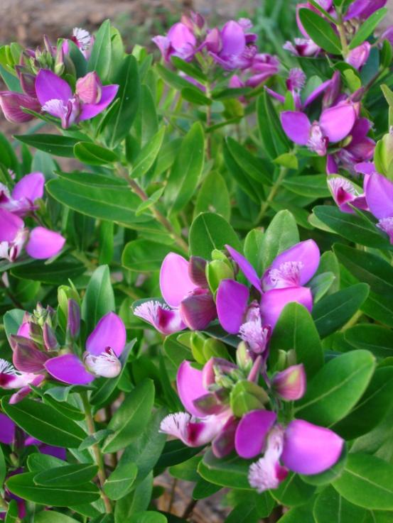 Name:  polygala.jpg
Views: 4782
Size:  67.0 KB
