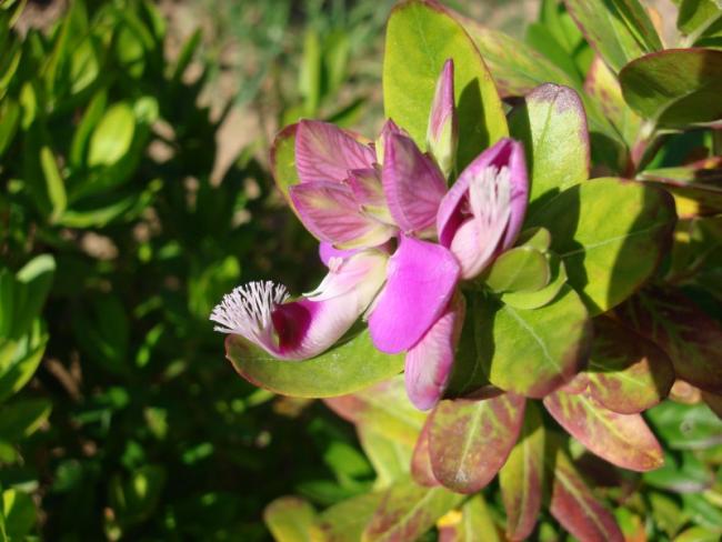 Name:  mariposa.jpg
Views: 3577
Size:  45.5 KB
