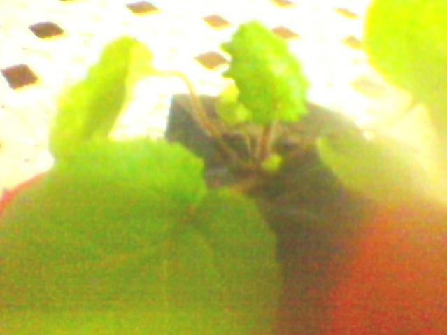 Name:  SP_A0125.jpg
Views: 2178
Size:  23.7 KB