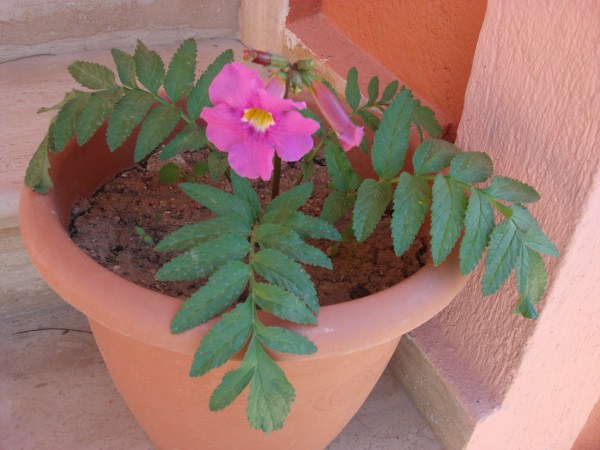 Name:  INCARVILLEA.jpg
Views: 848
Size:  61.8 KB