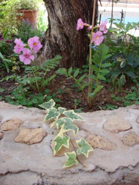 Name:  INCARVILLEA  delavayi.jpg
Views: 989
Size:  54.1 KB