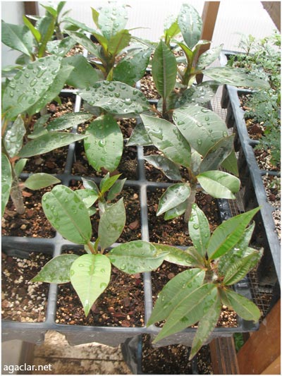 Name:  plumeria3.jpg
Views: 898
Size:  63.4 KB
