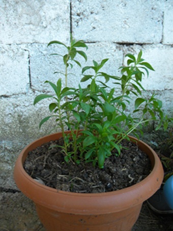 Name:  DSCN6775.JPG
Views: 1364
Size:  68.8 KB