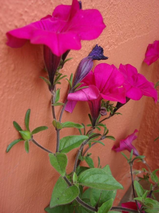 Name:  Petunia seed pod.jpg
Views: 1492
Size:  60.5 KB