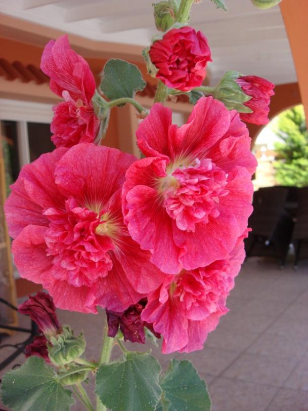 Name:  Double Alcea rosea flowers.jpg
Views: 6961
Size:  65.2 KB