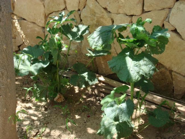 Name:  Double Alcea Rosea young plants.jpg
Views: 5087
Size:  63.5 KB