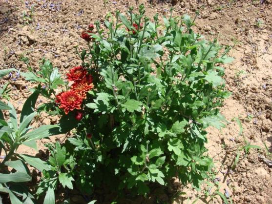 Name:  early flowers.jpg
Views: 1500
Size:  74.2 KB
