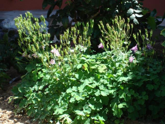 Name:  Columbine seed capsules.jpg
Views: 888
Size:  70.1 KB