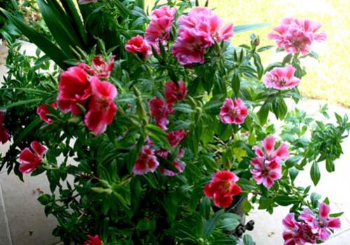 Name:  IMG_2019.jpg
Views: 8940
Size:  42.7 KB