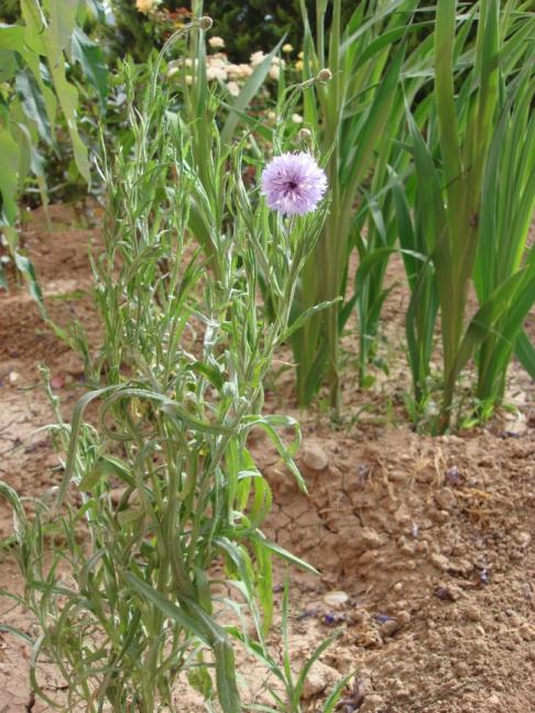 Name:  Centaurea sp..jpg
Views: 2492
Size:  70.9 KB