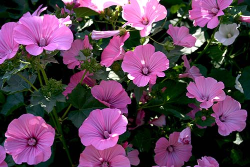 Name:  23_06_2008 027.jpg
Views: 1160
Size:  68.5 KB