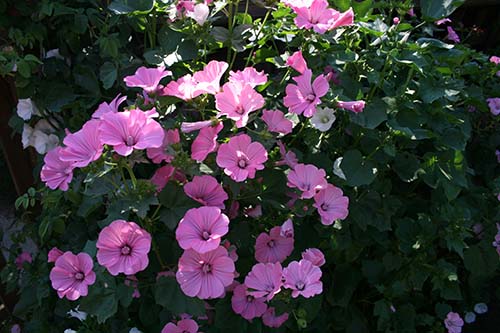 Name:  23_06_2008 028.jpg
Views: 1051
Size:  67.8 KB