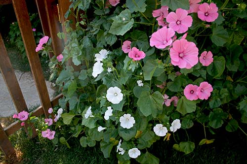 Name:  23_06_2008 036.jpg
Views: 1071
Size:  69.9 KB