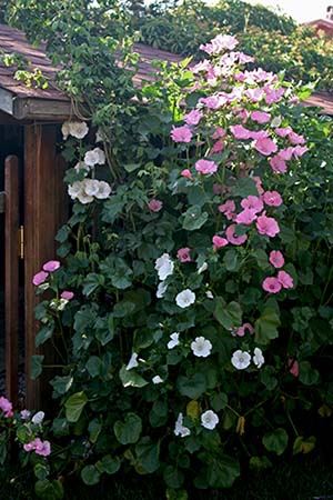 Name:  23_06_2008 004.jpg
Views: 1058
Size:  66.5 KB