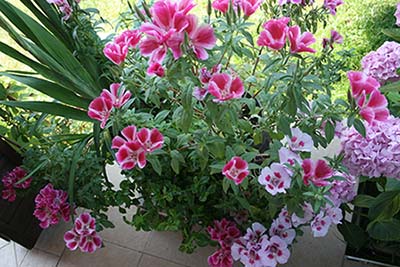 Name:  23_06_2008 024.jpg
Views: 5200
Size:  69.3 KB