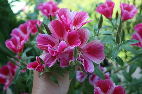 Name:  23_06_2008 017.jpg
Views: 2882
Size:  53.8 KB