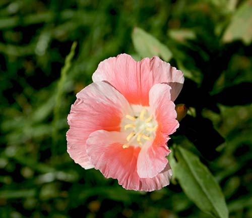 Name:  23_06_2008 040.jpg
Views: 2699
Size:  46.6 KB
