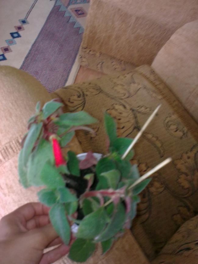 Name:  Grnt0535.jpg
Views: 3137
Size:  53.9 KB