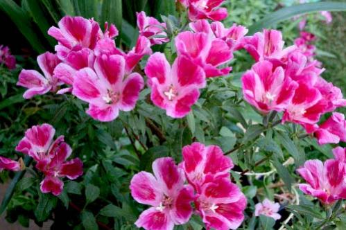 Name:  IMG_2140.jpg
Views: 3081
Size:  40.1 KB