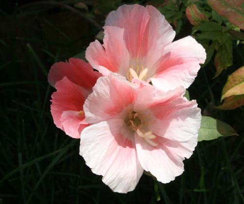 Name:  IMG_2146.jpg
Views: 2523
Size:  43.7 KB