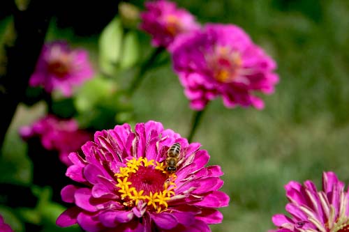 Name:  zinnia.jpg
Views: 20479
Size:  47.7 KB