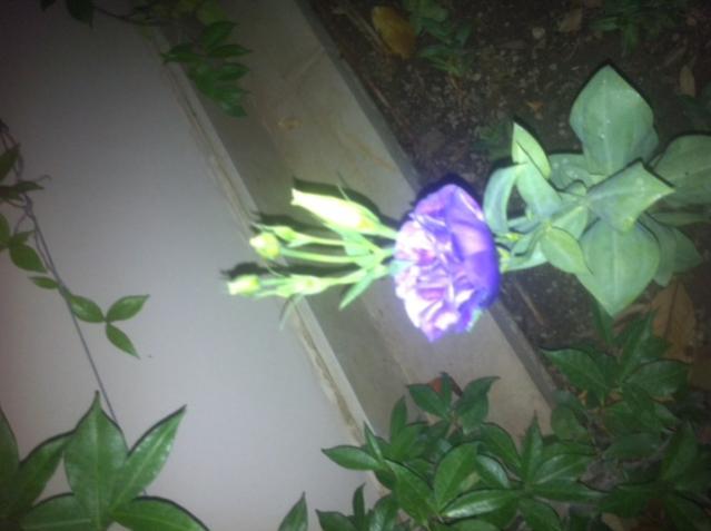 Name:  foto?raf-56.jpg
Views: 925
Size:  29.9 KB