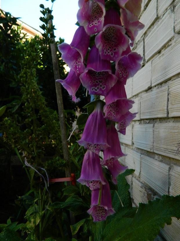 Name:  DSCN0208.jpg
Views: 1185
Size:  71.3 KB