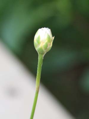 Name:  IMG_2178.jpg
Views: 1180
Size:  21.2 KB