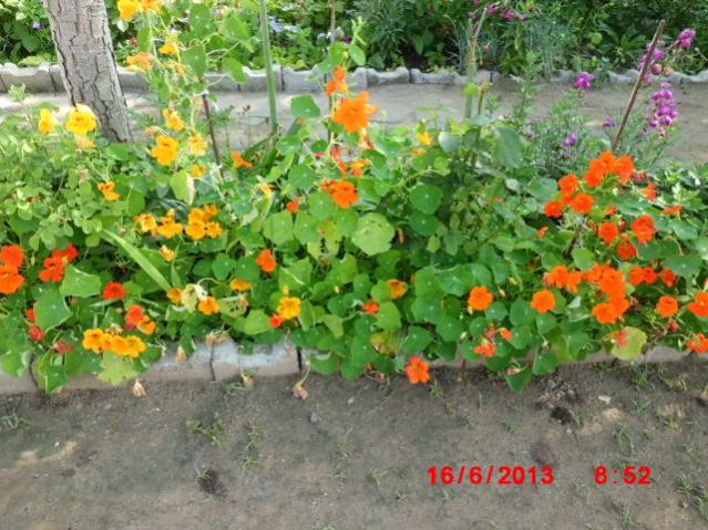 Name:  CIMG4355.jpg
Views: 5387
Size:  69.6 KB
