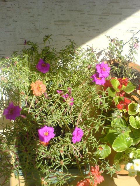 Name:  DSC04127.jpg
Views: 4633
Size:  75.8 KB