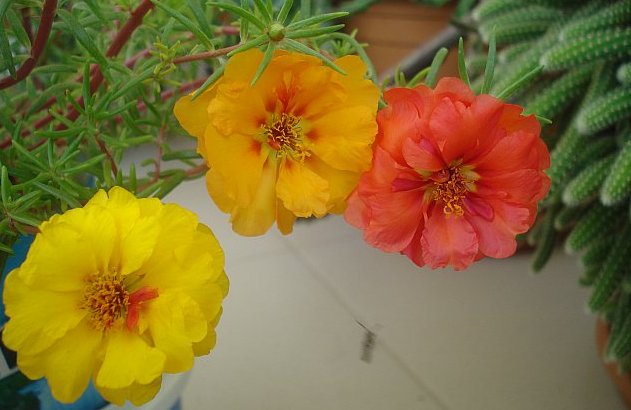 Name:  DSC02733.jpg
Views: 1293
Size:  46.2 KB