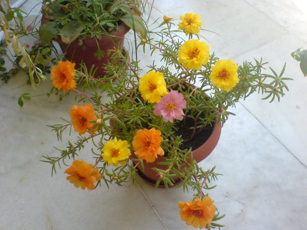 Name:  DSC04186.jpg
Views: 4815
Size:  43.8 KB