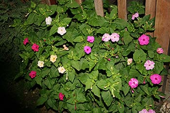 Name:  IMG_2445.jpg
Views: 14798
Size:  55.8 KB
