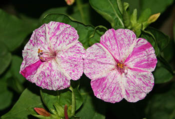 Name:  IMG_2446.jpg
Views: 5526
Size:  48.3 KB