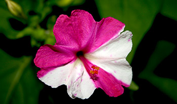 Name:  IMG_2456.jpg
Views: 8247
Size:  41.4 KB