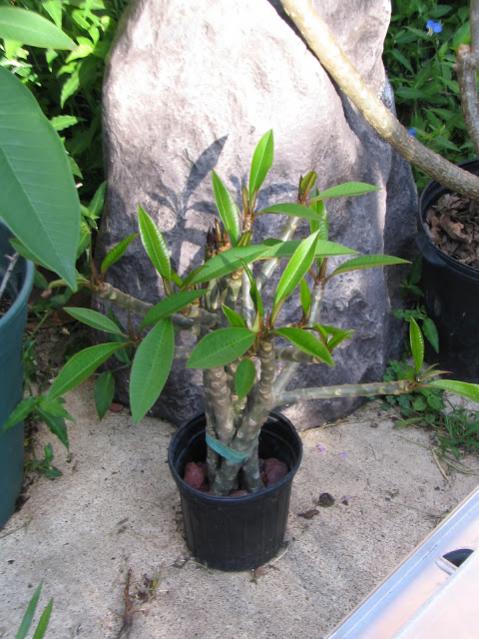 Name:  IMG_2386.jpg
Views: 1295
Size:  56.5 KB