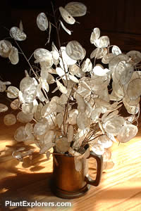 Name:  Lunaria_annua_03.jpg
Views: 24536
Size:  16.4 KB
