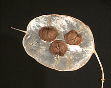Name:  luns55.jpg
Views: 18535
Size:  8.7 KB