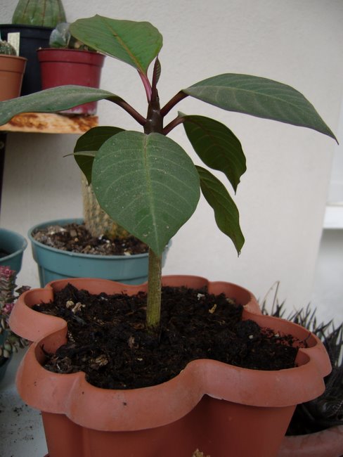 Name:  Plumeriam2.JPG
Views: 803
Size:  60.6 KB
